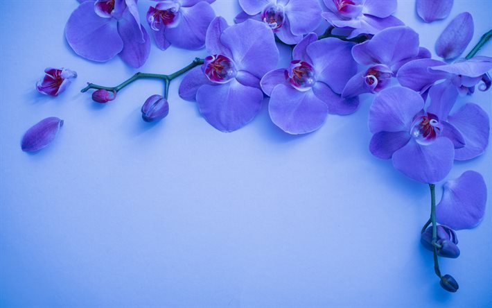 orchid&#233;e bleue, fond avec orchid&#233;es, branche d&#39;orchid&#233;e, belles fleurs bleues, fond floral bleu, orchid&#233;e
