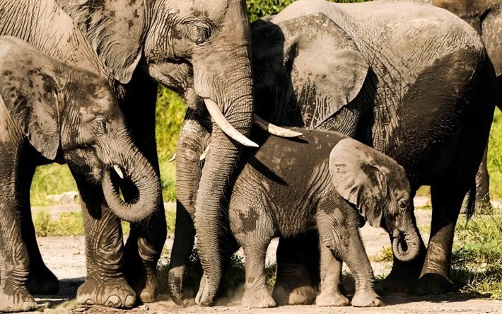 elephants, wildlife, wild animals, elephant family, little elephant, cute animals