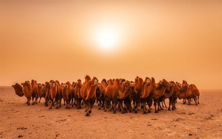 chameaux, soir, coucher de soleil, d&#233;sert, troupeau de chameaux, faune, animaux sauvages, troupeau de chameaux dans le d&#233;sert