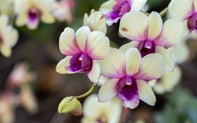 orchid&#233;es jaunes, fleurs tropicales, branche d&#39;orchid&#233;e, fond avec orchid&#233;es, belles fleurs, orchid&#233;es