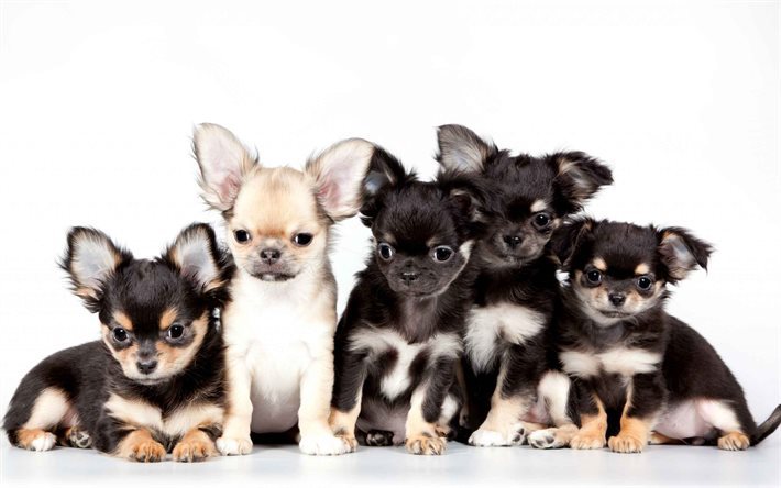 chihuahua, cuccioli, animali domestici, cani di piccola taglia, cani