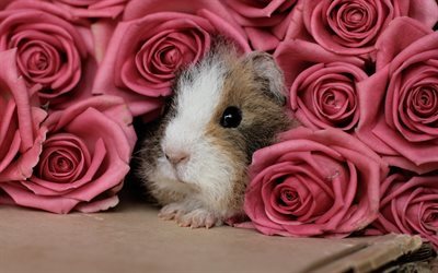 Guinea pig, roses, cute animals, pink roses