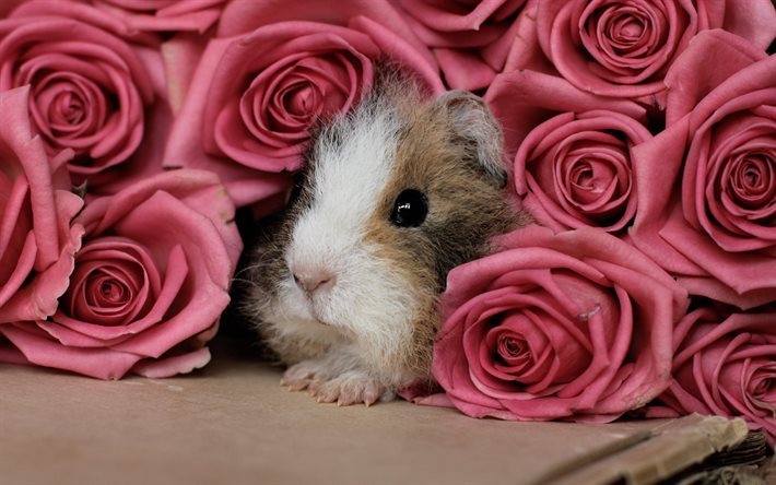 Conejillo de indias, rosas, animales lindos, rosas de color rosa