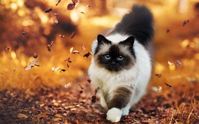 cat, autumn, yellow leaves, white cat
