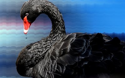 black swan, lake, black bird, swans