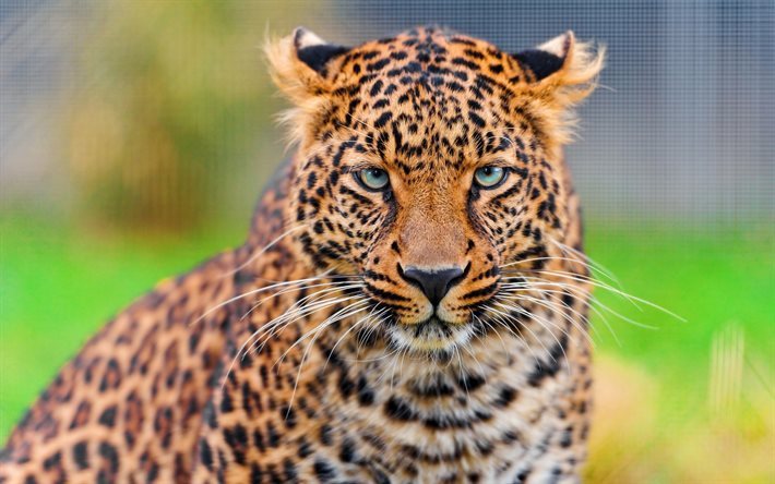 leopard, rovdjur, vilda djur, leoparder