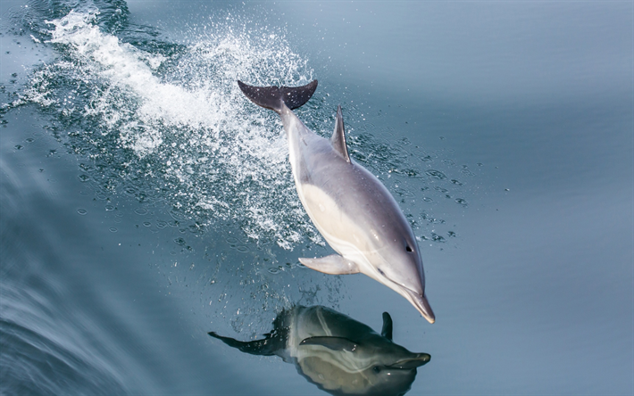 dolphin, sea, mammal, jump over the water, waves