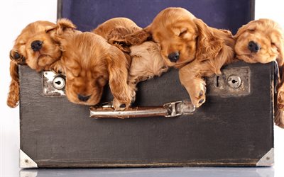 Cocker Spaniel, puppies, cute animals, small dogs, suitcase