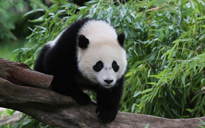 パンダ, 4k, 森林, 野生動物, 熊, 大きなパンダ, 中国
