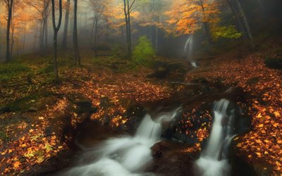 autunno, bosco, cascata, nebbia, foresta d&#39;autunno