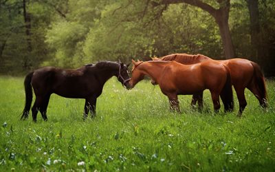 horse, herd, forest, green field, green grass, brown horses