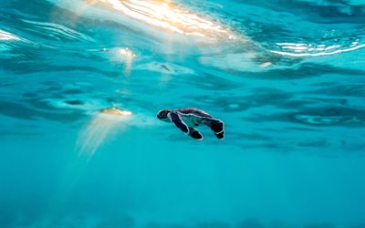 little turtle, ocean, baby turtle, Underwater World, the Great Barrier Reef, turtle, Australia