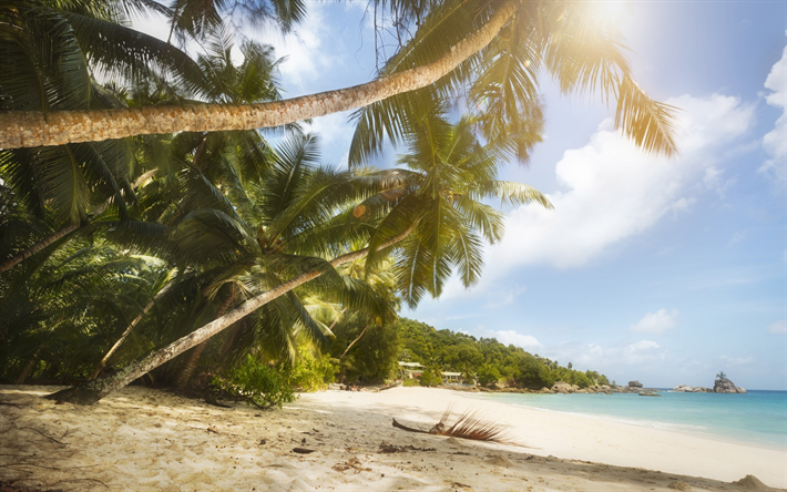 tropical beach, ocean, palms, summer, tropical islands, Maldives