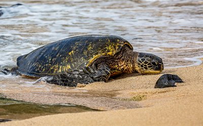 de grandes tortues, plage, sable, oc&#233;an, tortues