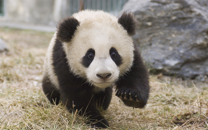 little panda, niedliche tiere, bear cub, panda, china, panda mit jungtier
