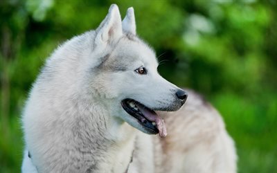 Siberian Husky, big white dog, pets, cute animals, white husky, dogs