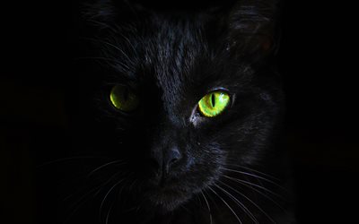 Shorthair black cat, Bombay Cat, pets, beautiful eyes, cats