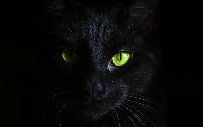 ダウンロード画像 Shorthair黒猫 ボンベイ猫 ペット 美しい眼 猫 フリー のピクチャを無料デスクトップの壁紙