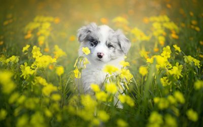 Australian Shepherd Dog, small white puppy, Border Collie, Aussie, wild flowers, cute animals, dogs