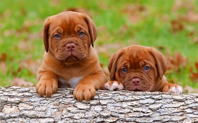Bordeaux mastiff, puppies, pets, cute animals, Dogue de Bordeaux, dogs, French mastiff