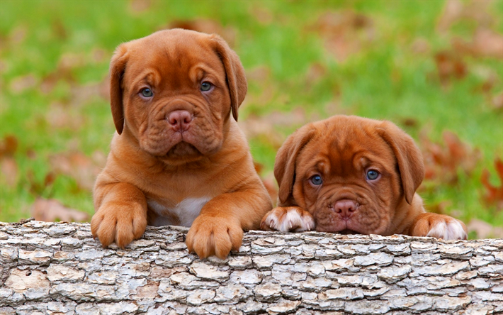 Bordeaux mastiff, puppies, pets, cute animals, Dogue de Bordeaux, dogs, French mastiff