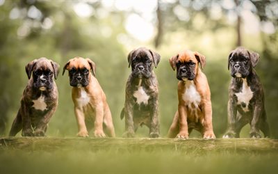Boxer puppies, cute little animals, dogs, forest, English boxer dog, different colors
