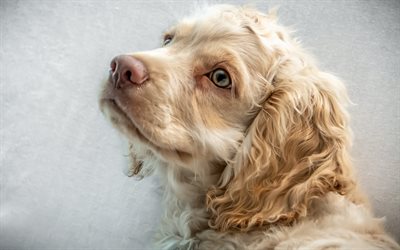 english cocker spaniel, beige curly dog, cute animals, pets, dogs, spaniels