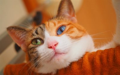 Japanese Bobtail, close-up, heterochromia, cute animals, cats, pets, Japanese Bobtail Cat