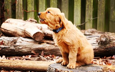 Golden retriever, small brown puppy, autumn, cute little dogs, pets, puppies, dogs, labrador, retriever
