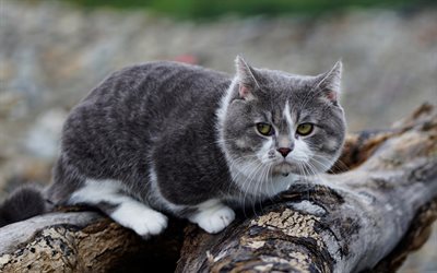 Munchkin gato, American raza de gatos, gris gato peludo, dom&#233;stica, de la raza de gatos, mascotas, gatos