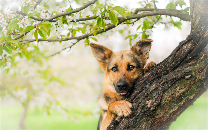 German Shepherd, tree, bokeh, puppy, cute animals, summer, dogs, German Shepherd Dog, pets
