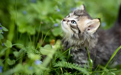 小さなグレーの子猫, 緑の芝生, ブラー, かわいい動物たち, 猫, アメリカBobtail