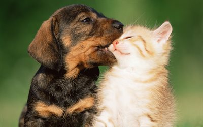 Dachshund, kitten, pets, dogs, puppy, brown dachshund, cute animals, Dachshund Dog