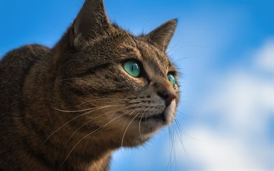 gato jengibre, cielo azul, puesta de sol, el gato con ojos azules, mascotas, gatos, animales lindos