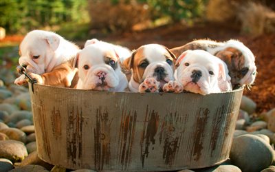 Bulldog Ingl&#234;s, filhotes, animais fofos, animais de estima&#231;&#227;o, cesta de, Ingl&#234;s Bulldog Cachorros, engra&#231;ado c&#227;o