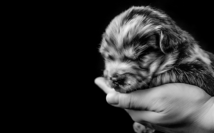 Pyrenean Shepherd, puppy, small dog on the palm, cute little animals, dogs, Pyrenees Sheepdog