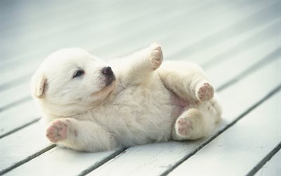 labrador, close-up, valp, retriever, lite labrador, husdjur, s&#246;ta djur, labradors, golden retriever