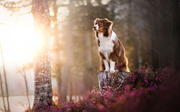 Brown pastor Australiano, bosque, puesta del sol, tarde, Australianos, un hermoso esponjoso de perros, mascotas, perros