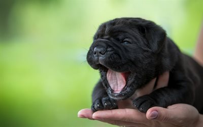cane corso, small black puppy, cute animals pets, dogs, puppy on the palm