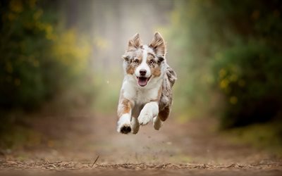 Australian Shepherd, flying dog, bokeh, puppy, pets, dogs, Aussie, Australian Shepherd Dog, cute animals, Aussie Dog