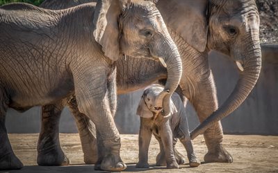 elephants, cute animals, family, Africa, wildlife, baby elephant, mother and cub