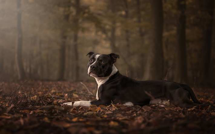 アメリカのスタフォードシャーテリア, 黒と白の大きな犬, 森林, 秋, ペット, 犬, ンテリア
