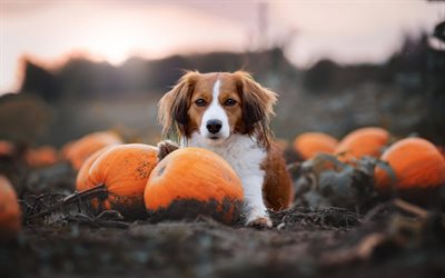 Cavalier King Charles Spaniel, pumpkins, halloween, autumn, pets, brown curly dog