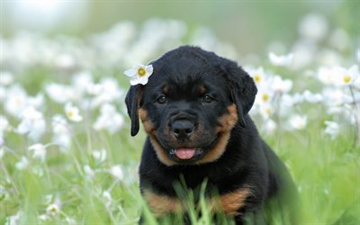 Rottweiler, perrito, negro lindo perrito, flores silvestres, manzanilla, cachorros, perros
