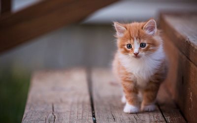 el jengibre gatito, peque&#241;o gato lindo, mascotas, gatos dom&#233;sticos, animales lindos, gatos