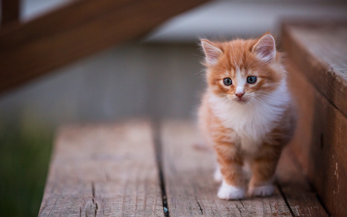 Download Wallpapers Ginger Kitten Little Cute Cat Pets Domestic Cats Cute Animals Cats For Desktop Free Pictures For Desktop Free