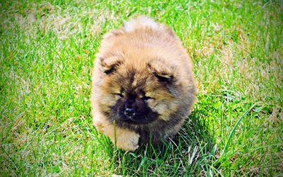 Chow Chow, c&#233;sped, mascotas, peludo perro, cachorro, peque&#241;o Chow Chow, la hierba verde, Songshi Quan, lindos perros, los perros, el Perro Chow Chow