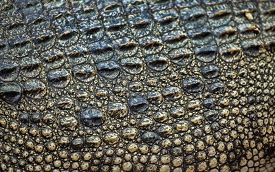 piel de cocodrilo, piel de reptil, piel de cocodrilo texturas, macro, fondos, texturas de cuero de cocodrilo