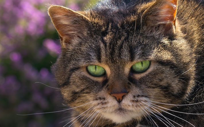 American Bobtail, gatos, mascotas, un gato con ojos verdes, animales lindos, American Bobtail Gato