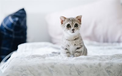 gris petit chaton, mignon, animaux, chats, chaton